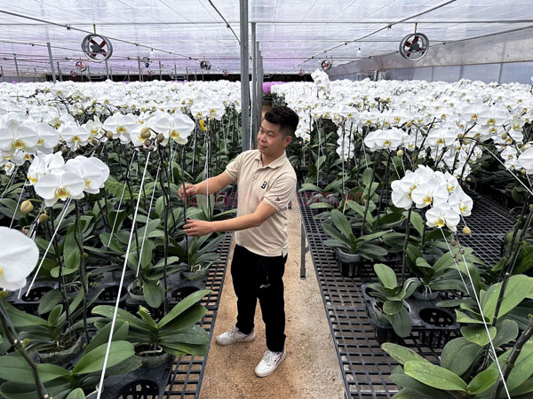Vườn hoa lan hồ điệp tại Đà Lạt
