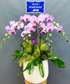 Ý nghĩa chậu hoa hồ điệp hồng 7 cành