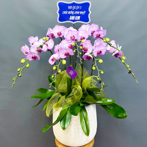 Ý nghĩa chậu hoa hồ điệp hồng 7 cành