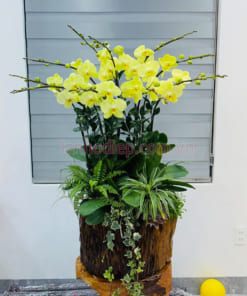 Ý nghĩa chậu hoa lan hồ điệp xanh táo 10 cành