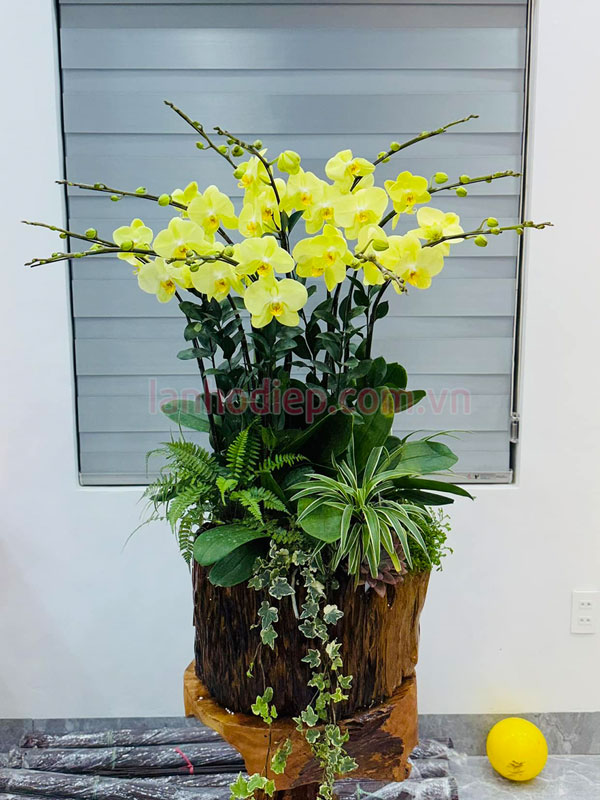 Ý nghĩa chậu hoa lan hồ điệp xanh táo 10 cành