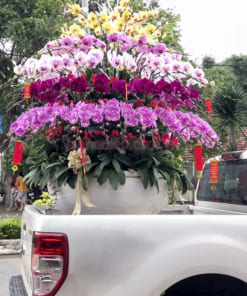 Ý nghĩa chậu lan hồ điệp 100 cành đa sắc đón Tết