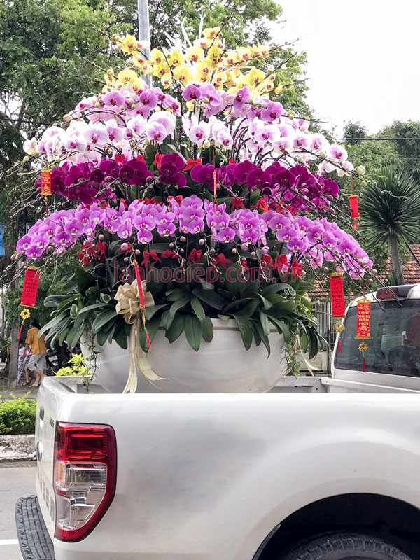 Ý nghĩa chậu lan hồ điệp 100 cành đa sắc đón Tết