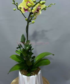 Ý nghĩa chậu lan hồ điệp 1 cành vàng