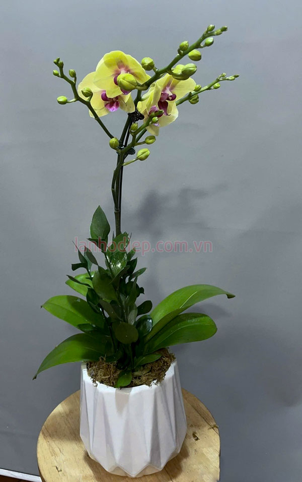 Ý nghĩa chậu lan hồ điệp 1 cành vàng