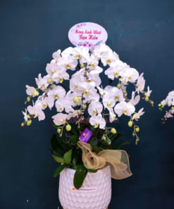 Ý nghĩa chậu lan hồ điệp 9 cành hoa trắng