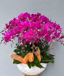 Ý nghĩa chậu lan hồ điệp tím 20 cành trong phong thủy