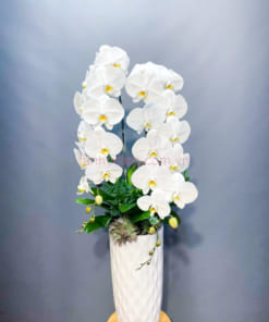 Ý nghĩa chậu lan hồ điệp trắng 2 vòi