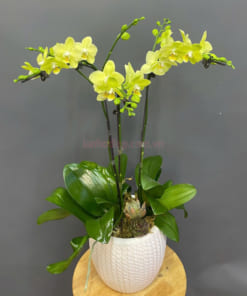 Ý nghĩa chậu lan hồ điệp xanh bơ 3 cành