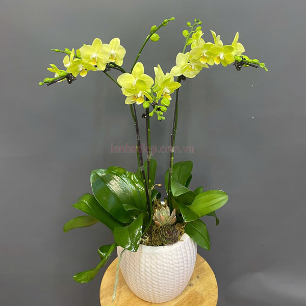 Ý nghĩa chậu lan hồ điệp xanh bơ 3 cành