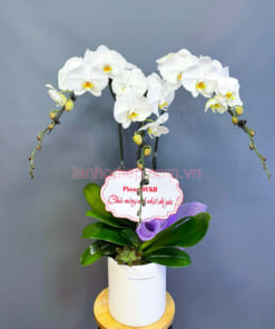 Ý nghĩa chậu lan trắng hồ điệp 3 cành
