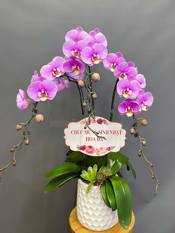 Ý nghĩa hoa lan hồ điệp hồng chậu 3 cành