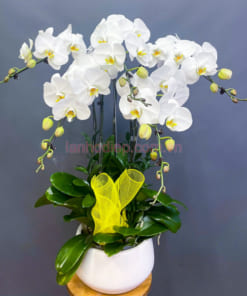 Ý nghĩa phong thủy chậu hoa hồ điệp trắng 5 cành