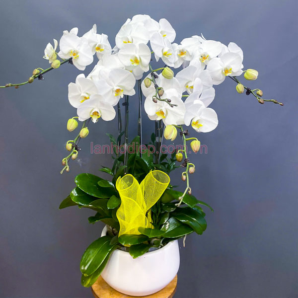 Ý nghĩa phong thủy chậu hoa hồ điệp trắng 5 cành