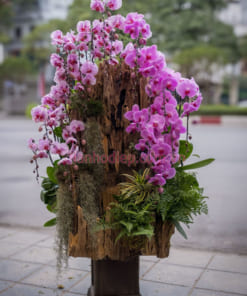 20 Cành hồ điệp hồng ghép gỗ lũa độc đáo