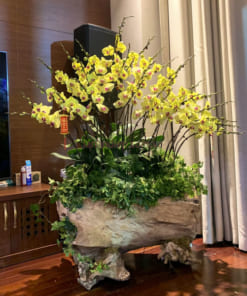 30 cành lan hồ điệp vàng mơ trồng trên gỗ lũa