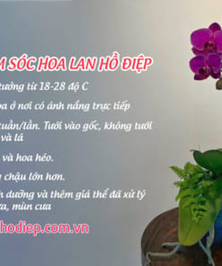 Cách chăm sóc chậu lan hồ điệp tím đẹp tươi lâu