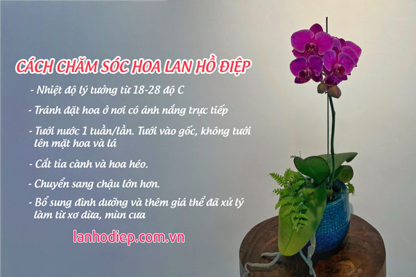 Cách chăm sóc chậu lan hồ điệp tím đẹp tươi lâu