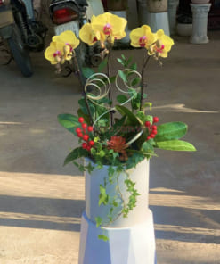 Cách chăm sóc hoa hồ điệp mini vàng 3 cành đẹp