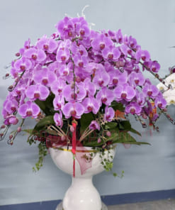 Cách chăm sóc hoa lan hồ điệp hồng trưng Tết 40 cành