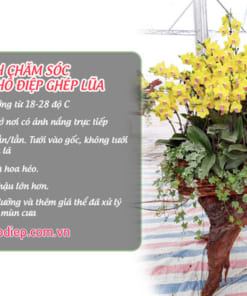 Cách chăm sóc hoa lan hồ điệp vàng ghép lũa đẹp tười lâu