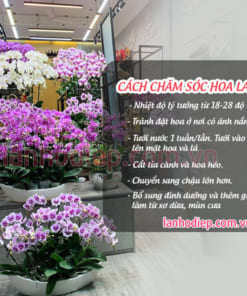 Cách chăm sóc thuyền hoa lan hồ điệp luôn tươi tốt