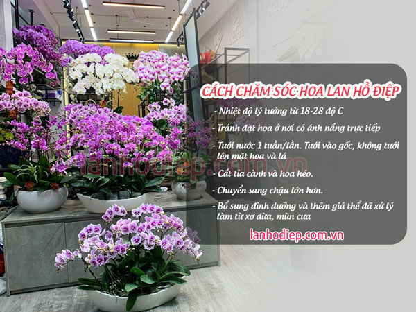Cách chăm sóc thuyền hoa lan hồ điệp luôn tươi tốt