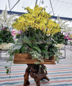 Chậu gỗ lũa trồng hoa lan hồ đệp vàng 30 cành