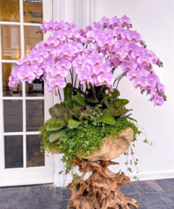 Chậu hồ điệp hồng 20 cành ghép gỗ lũa đẹp