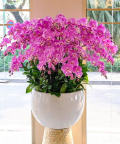 Chậu hồ điệp hồng ghép tỏa tròn 40 cành đẹp