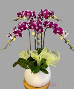Chậu hoa lan đỏ hồ điệp 5 cành đẹp