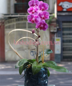 Chậu hoa hồ điệp 1 cành tím đột biến
