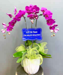 Chậu hoa hồ điệp 3 cành tím chúc mừng sinh nhật