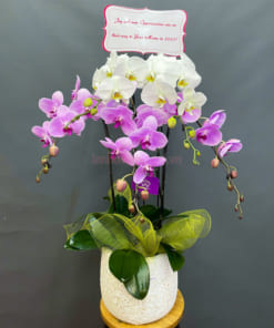 Chậu lan hồ điệp 5 cành trắng hồng đón tết