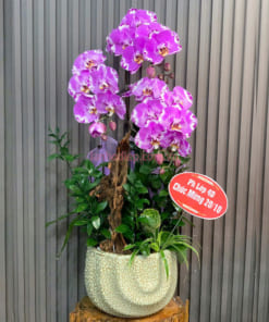 Chậu lan hồ điệp ghép lũa 3 cành chúc mừng 20-10
