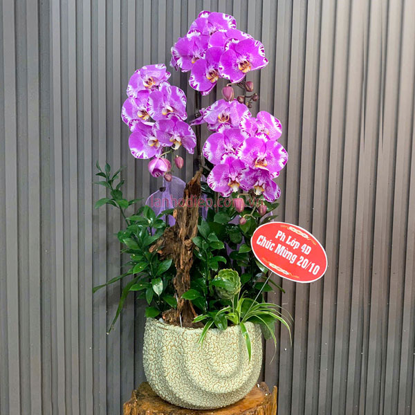 Chậu lan hồ điệp ghép lũa 3 cành chúc mừng 20-10