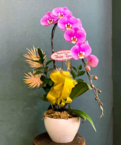 Chậu hoa hồ điệp hồng tặng đối tác 1 cành