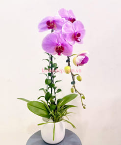 Chậu hoa hồ điệp hồng làm quà tặng phụ nữ