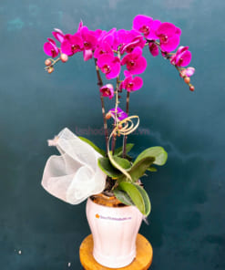 Chậu hoa hồ điệp mừng năm mới 3 cành tím