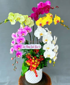 Chậu hoa hồ điệp tết mix 5 màu