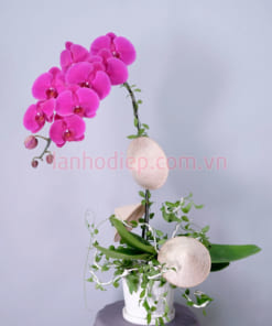 Chậu hoa hồ điệp tím 1 cành tặng vợ