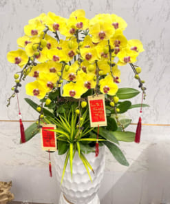 Chậu hoa hồ điệp vàng 9 cành chúc mừng năm mới