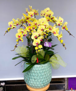 Chậu hoa lan bướm vàng tặng khai trương