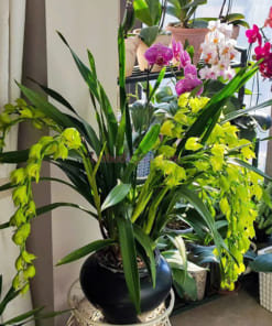 Chậu hoa lan cong hoàng quý phi