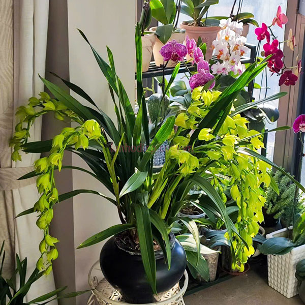 Chậu hoa lan cong hoàng quý phi