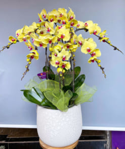 Chậu hoa lan hồ điệp 9 cành vàng mừng thọ