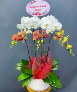 Chậu hoa lan hồ điệp mix 2 màu cam trắng 5 cành