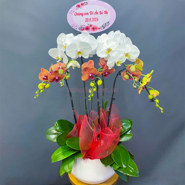 Chậu hoa lan hồ điệp mix 2 màu cam trắng 5 cành