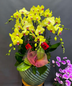 Chậu hoa lan hồ điệp vàng 9 cành mừng xuân