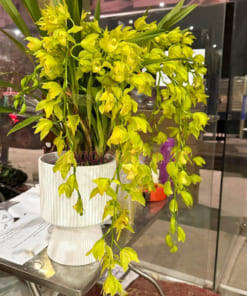Chậu hoa lan hoàng quý phi đẹp